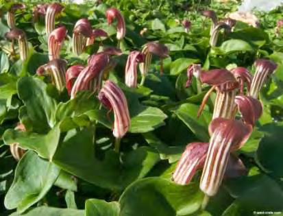 Γεώργιος Χαρβάλας ΚΕΦ. 5 5.3.4 Arisarum vulgare (Λυχναράκι) Εικόνα 35.