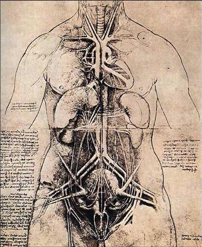 ΑΔΡΑ ΣΤΟΙΧΕΙΑ ΑΝΑΤΟΜΙΑΣ Leonardo da Vinci Ανατομικη μελετη 1508 Εμβρυολογια Ανατομία του τραχήλου της μήτρας Στα θήλεα έμβρυα η αρχέγονη γανάδα μετατρέπεται σε ωοθήκη, ενώ οι πόροι του Wolf