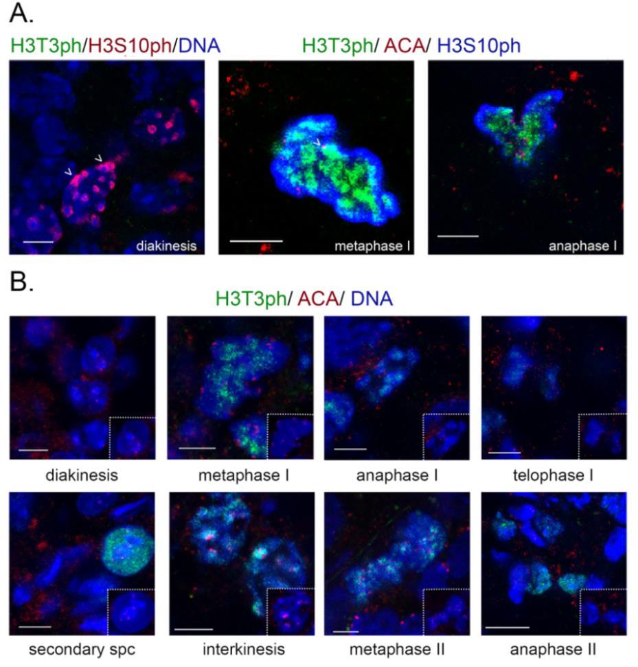~ 86 ~ Εικόνα 52. Το πρότυπο κατανομής της H3T3ph σε μειωτικά διαιρούμενα σπερματοκύτταρα. Α.