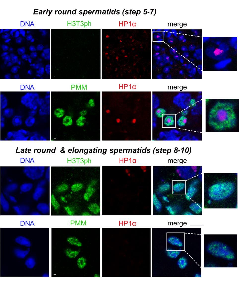 ~ 99 ~ Εικόνα 65. Η H3T3ph και το μοτίβο PMM κατανέμονται στις περιοχές «χαλαρής» χρωματίνης των απλοειδών σπερματίδων. Αντίθετα, η HP1α βρίσκεται στα συμπυκνωμένα χρωμοκέντρα.