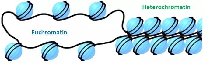 ~ 12 ~ 1.2 Η δομή και η οργάνωση της χρωματίνης. Χρωματίνη αποκαλείται το σύμπλοκο του DNA με τις πρωτεΐνες. Η λιγότερο συμπυκνωμένη και μεταγραφικά ενεργή μορφή ονομάζεται ευχρωματίνη.