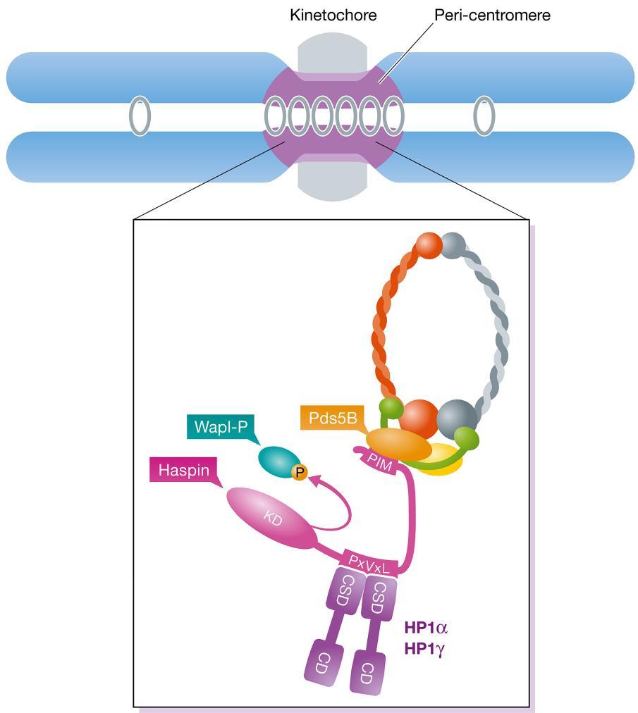 ~ 41 ~ Εικόνα 29. Οι ετεροχρωματινικές πρωτεΐνες α και γ (HP1α/γ) συμμετέχουν στην προσέλκυση της Haspin στα κεντρομερίδια.
