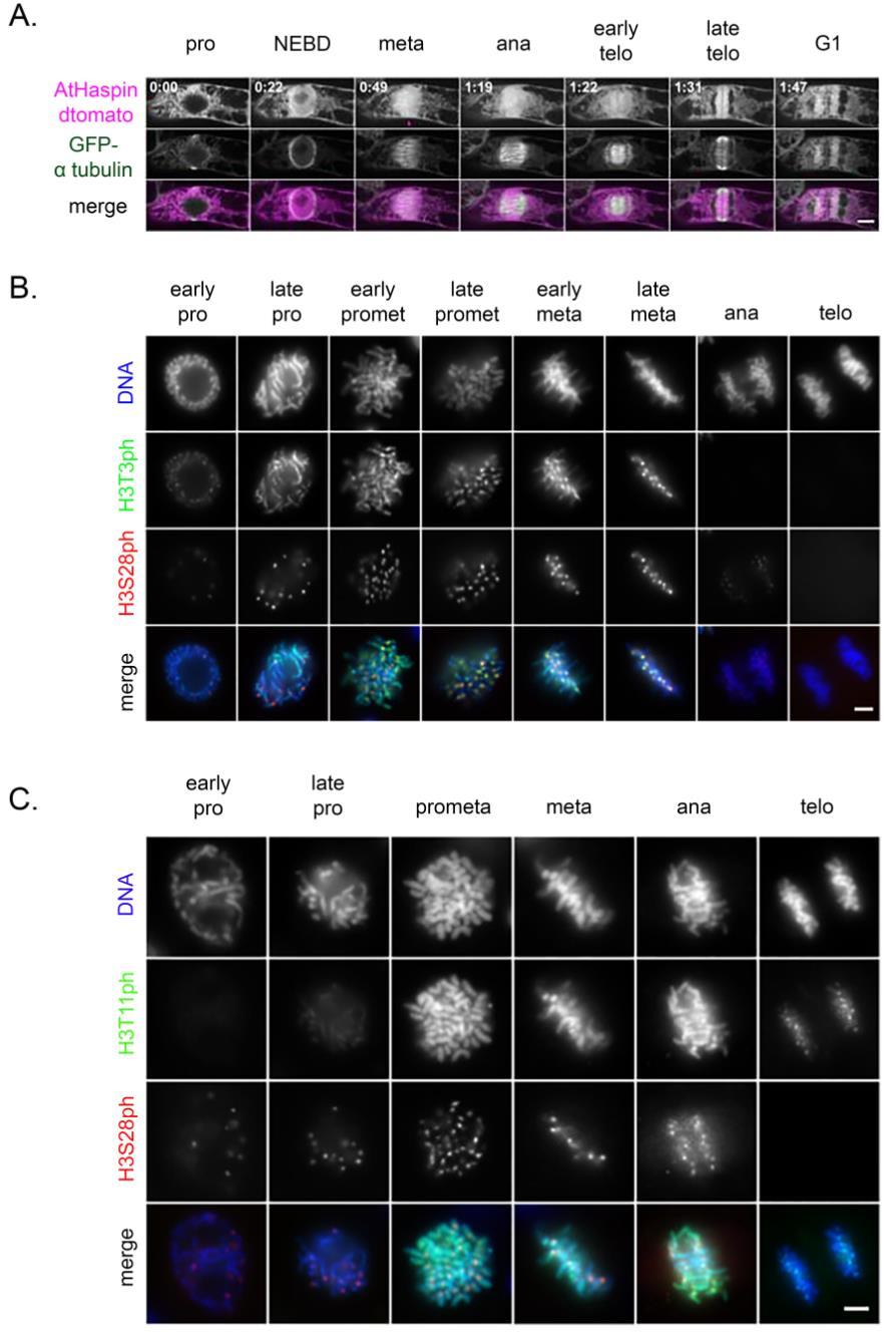 ~ 43 ~ Εικόνα 31. Υποκυτταρικός εντοπισμός της AtHaspin. (Α) Παρατήρηση κυττάρων ΒΥ-2 που εκφράζουν GFPαTubulin και AtHaspin-dtomato σε πραγματικό χρόνο.
