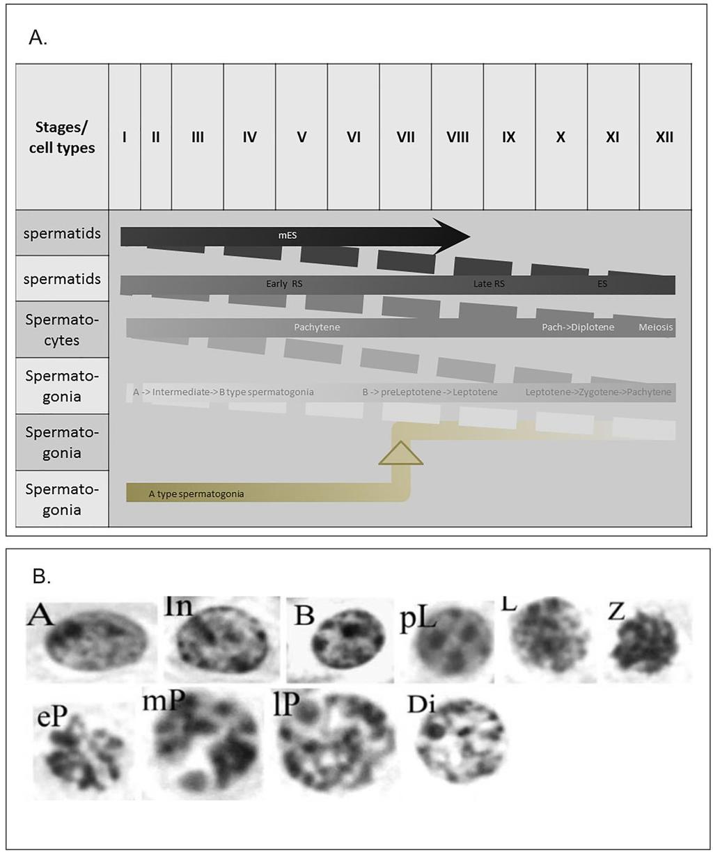 ~ 49 ~ Εικόνα 35. Η εναλλαγή των βασικών κυτταρικών τύπων του επιθηλίου του όρχεως. A. Αναπαράσταση των συσχετισμών μεταξύ των γαμετικών κυττάρων στα διάφορα στάδια.