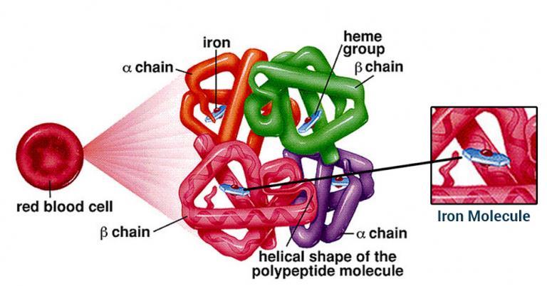 ΑΙΜΗ και ΑΙΜΟΣΦΑΙΡΙΝΗ Όταν η πορφυρίνες συνδέονται με σίδηρο ονομάζονται αίμες.