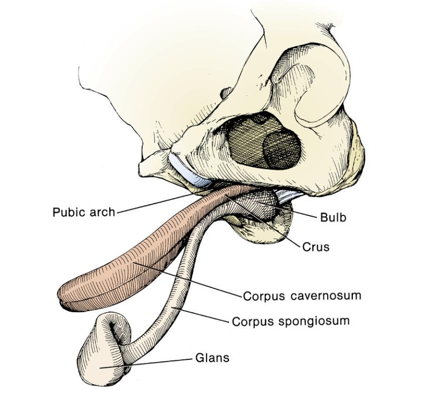 ΚΕΦΑΛΑΙΟ 1: Περιγραφική και λειτουργική ανατομική του πέους 4 περιτονιακή θήκη, προέκταση της εν τω βάθει πεϊκής περιτονίας (Buck s fascia), η οποία το περιβάλει.