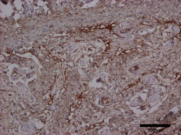 α2ar (IHC) ΚΕΦΑΛΑΙΟ 6: Μελέτη της επίδρασης της LI-ESWT σε γερασμένο στυτικό ιστό 216 α) β) Old Control Old+Li-ESWT γ) 4 p=0,096 3.5 p=0,096 3 2.5 2 1.