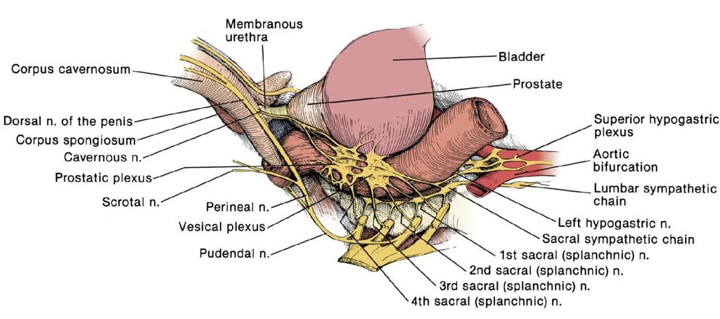 ΚΕΦΑΛΑΙΟ 1: Περιγραφική και λειτουργική ανατομική του πέους 18 ονομάζονται πυελικά. Καταλήγουν στο πυελικό πλέγμα αφού πορευτούν στα πλάγια της ενδοπυελικής περιτονίας, κοντά στα υπογάστρια αγγεία.