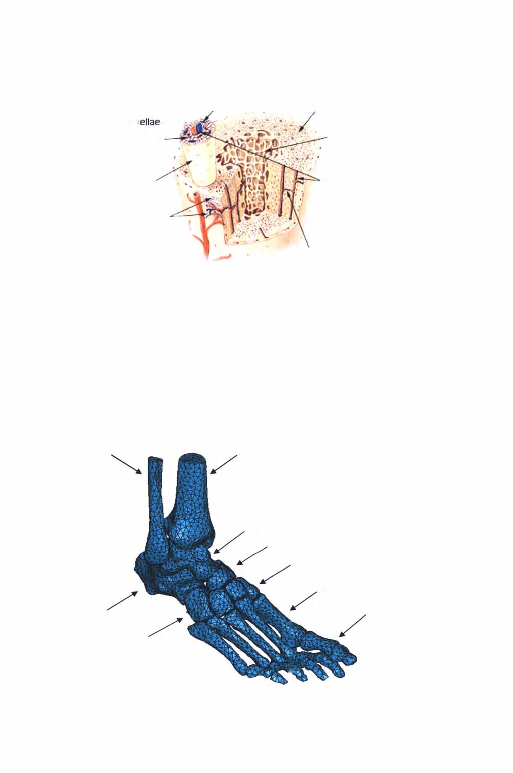 3. Περιγραφή μοντέλου 10 Compact Bone & Spongy (Cancellous Bone) Lacunae containing osteocytes Lam Canaliculi Osteon of