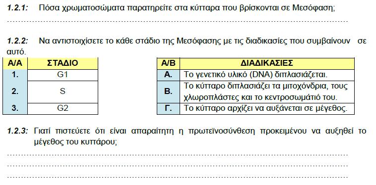 1.2 Μελετώντας τη Μεσόφαση Δεν διακρίνονται Οι πρωτεΐνες αποτελούν