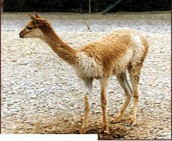 6) Καμηλό (Camel) Προέρχεται από το τρίχωμα της Βακτριανής καμήλας (με δύο ύβους) που ζει στις έρημους της Κεντρικής σίας.
