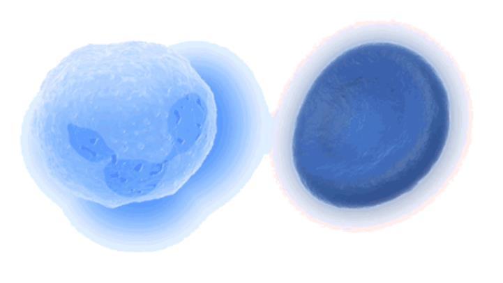 μικροοργανισμών και δομών της μεμβράνης Ανάλυση ούρων για ύπαρξη μυκήτων, βακτηρίων (gram+ ή -), επιθηλιακών κυττάρων, λευκοκυττάρων