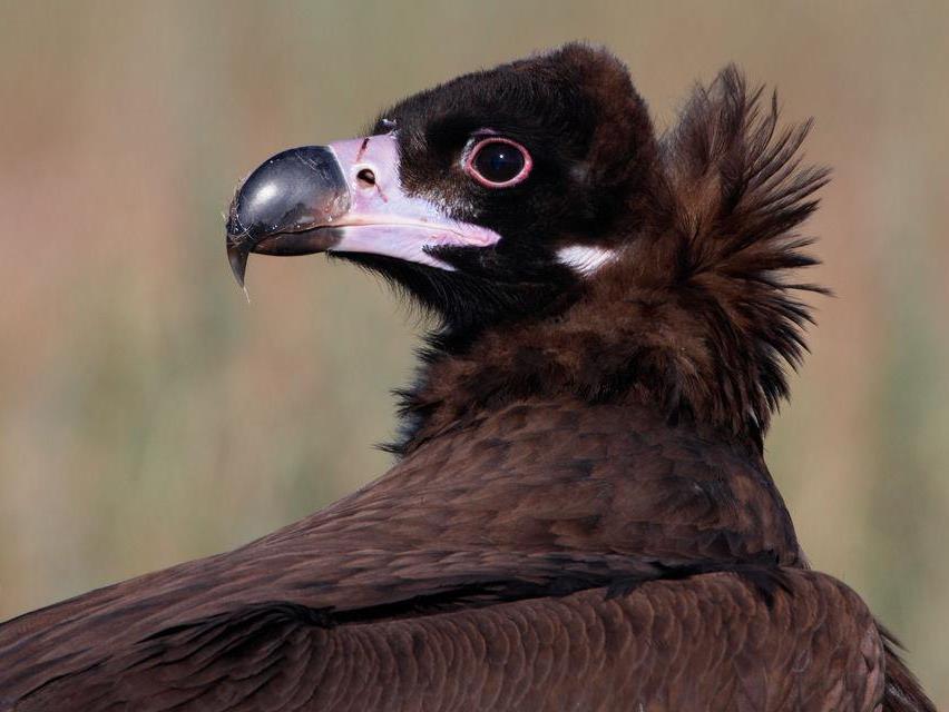 Προστασία του Μαυρόγυπα και του Όρνιου στα Βουνά της Ροδόπης LIFE14 NAT/NL/000901 LIFE Re-Vultures Χρονική διάρκεια: 01/01/2016 30/06/2021