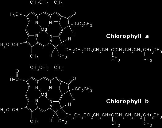 Χλωροφύλλες Το μόριο της χλωροφύλλης είναι ιδιαίτερα πολύπλοκο και αποτελείται από μία μορφή δακτυλίου (δομή της πορφυρίνης) με ένα κεντρικό ιόν μαγνησίου και μία μακριά υδρόφοβη πλευρική αλυσίδα.