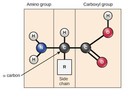 On the alpha carbon bonds a group known as R group that defines the variety of amino acids.