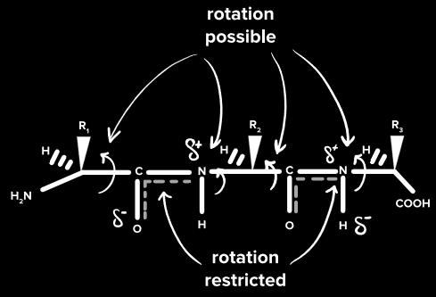 Figure 11: protein rotation [3] Four level of protein structure do exist.