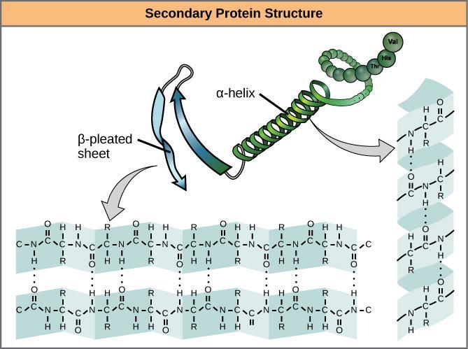 How a polypeptide is bend to do the things that it is need to do.