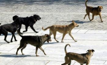 Οι δημότες έχουν κάνει παράπονα στον δήμο αλλά χωρίς αποτέλεσμα. 11.