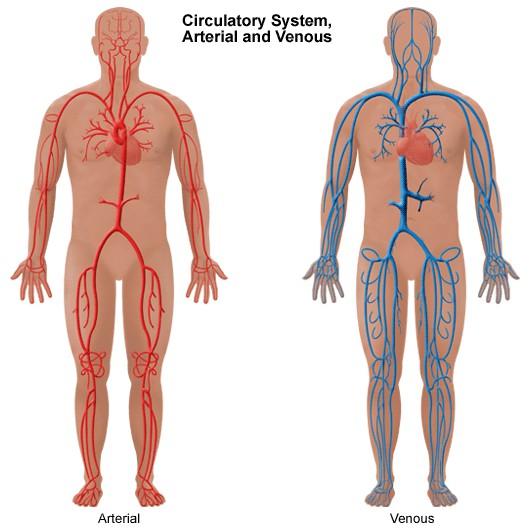 1.1 Αγγειακό σύστημα Το Αγγειακό ή Κυκλοφορικό σύστημα αποτελείται από τα αιμοφόρα αγγεία και τα λεμφαγγεία. Τα αιμοφόρα αγγεία περιλαμβάνουν τις Αρτηρίες, τα Τριχοειδή αγγεία και τις Φλέβες.