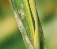 υψηλή υγρασία και βροχή, μπορεί να μειώσει την παραγωγή έως και 30% Η προσβολή των στάχεων μπορεί να μειώσει σημαντικά το εκατολιτρικό βάρος Ο μύκητας επιβιώνει στα υπολείμματα της καλλιέργειας Η