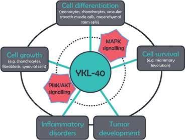 ΚΕΦΑΛΑΙΟ 3: Η ΠΡΩΤΕΙΝΗ YKL-40 Η ΥΚL-40 ή αλλιώς Chitinase 3-like1 (CHI3L1) είναι μια γλυκοπρωτεΐνη με 383 αμινοξέα που κωδικοποιείται από το CHI3L1 γονίδιο στο χρωμόσωμα 1 το οποίο αποτελείται από