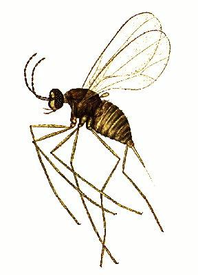 Contarinia medicaginis (Diptera: Cecidomyiidae) κν.