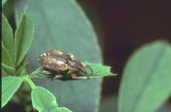 Hypera variabilis (Coleoptera: Curculionidae) κν.