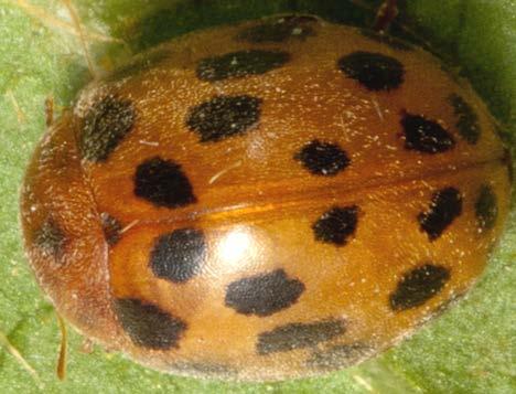 Subcoccinella vigintiquatuorpunctata (Coleoptera: Coccinellidae) πασχαλίτσα των ψυχανθών Κυρίως μηδική, τριφύλλια