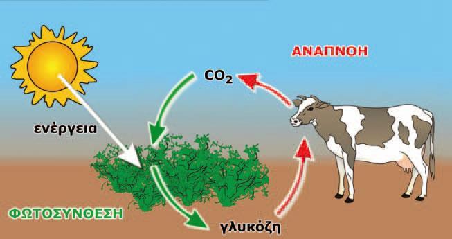 Τι είναι το διοξείδιο του άνθρακα; Το διοξείδιο του άνθρακα είναι ένα αέριο άχρωμο, άοσμο και άγευστο. Βρίσκεται στον αέρα, στα αναψυκτικά (οι φυσαλίδες που βλέπουμε).