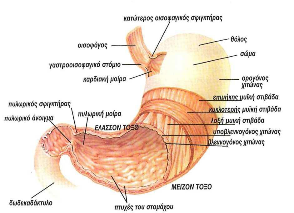 Εικόνα 4: Διατομή στομάχου Το αριστερό χείλος, που είναι τριπλάσιο του δεξιού, ονομάζεται μείζων τόξο και κατά μήκος του, προσφύεται αφενός το μείζων επίπλουν (δεξιά μοίρα) και αφετέρου ο