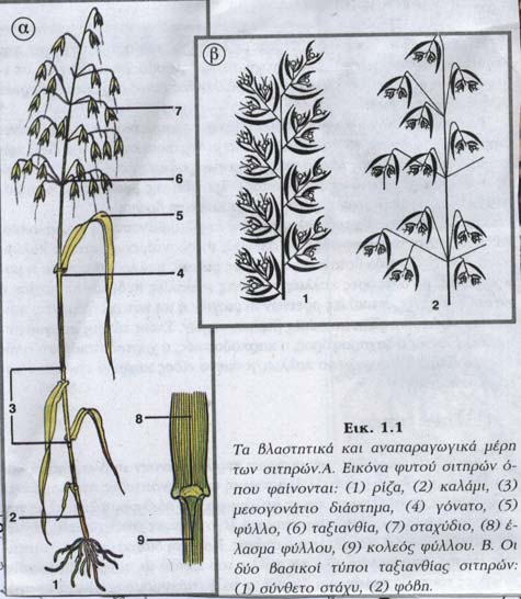 35) Τσαπικούνης Φ. (1996) Βιολογική και Ολοκληρωµένη Καταπολέµηση στο Θερµοκήπιο. Εκδόσεις Σταµούλης Αθήνα 36) Υφούλη Α. (1990) Φυτική Παραγωγή.