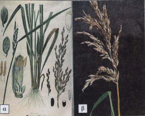 (1999) Ο Σχεδιασµός του Τέλειου Κήπου. Εκδόσεις 'Ιριδα' Αθήνα Roland J.-C. and F. Roland (1987) Atlas de Biologie Végétale Tome 2 4 e édition Masson Paris Young P.