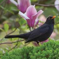 Ο αριθμός των πουλιών που έχει καταγραφεί μέχρι σήμερα στο μεταλλείο της Αγριάς είναι 32. Ο αντίστοιχος αριθμός στην Ανάβρα είναι 20.
