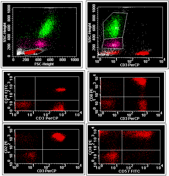 CD8+/CD57+