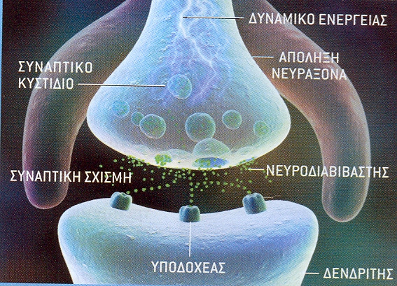 ΟΙ ΝΕΥΡΩΝΕΣ ΕΠΙΚΟΙΝΩΝΟΥΝ ΜΕΣΩ ΤΗΣ ΣΥΝΑΨΗΣ Άντα Μητσάκου Αναπληρώτρια Καθηγήτρια, Ιατρική Σχολή, Πανεπιστήµιο Πατρών Γνωρίζουµε ότι είµαστε ικανοί να εκτελούµε σύνθετες νοητικές διεργασίες εξαιτίας