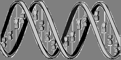 ξέος και ένα μόριο ενός είδους οργανικών ενώσεων, τις ονομαζόμενες αζωτούχες βάσεις. Ακολουθεί σχηματική παράσταση του μορίου του DNA (Σχήμα.