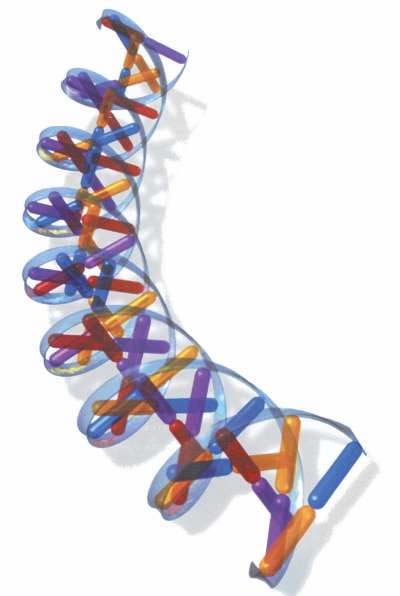 Σχήμα 4 DNA Το μόριο του DNA περιελισσόμενο γύρω από τις πρωτεΐνες δίνει τα ορατά με οπτικό μικροσκόπιο χρωμοσώματα (Σχήμα 5), το πλήθος των οποίων φτάνει τα 46 για τα σωματικά κύτταρα και τα 23 για
