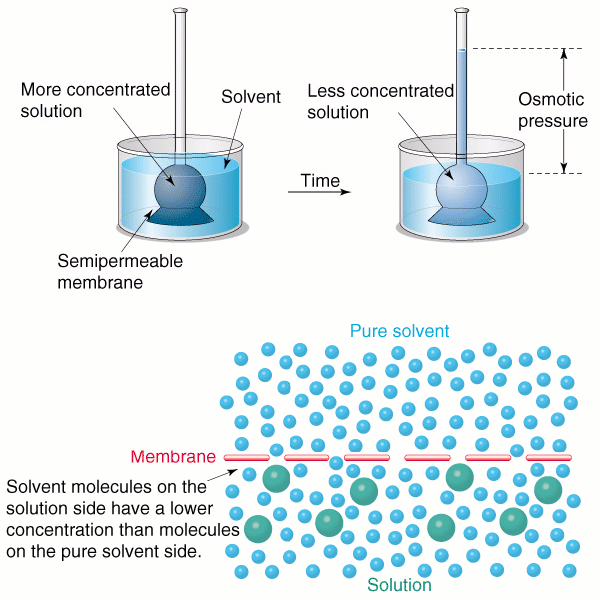 Ωσμωτική πίεση Διάλυμα ουσίας ( π.χ πρωτεΐνης) βρισκεται μεσα σε μεμβρανη που βυθιζεται μεσα σε νερο.