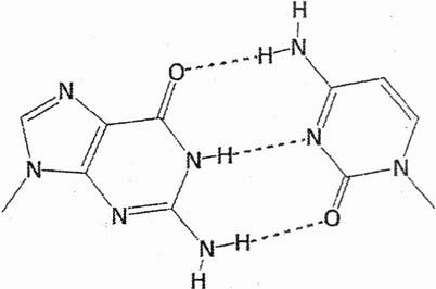 13) που δημιουργεί τη διπλή έλικα στο DNA, είναι δυο τέτοια δομικά χαρακτηριστικά των βιομορίων, που οφείλονται αποκλειστικά σε δεσμούς Υδρογόνου.