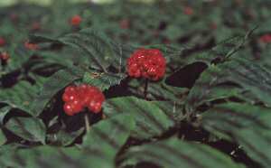 Το όνοµα τζίνσενγκ (Ginseng) έχει κινέζικη προέλευση, σηµαίνει ανθρώπινη ρίζα και αναφέρεται στο χαρακτηριστικό διχαλωτό σχήµα της ρίζας του που µοιάζει µε ανθρώπινα πόδια.