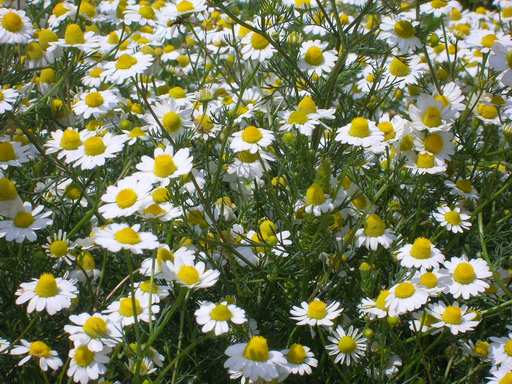 ΧΑΜΟΜΗΛΙ (Matricaria chamomile) Το χαµοµήλι είναι αρωµατικό και φαρµακευτικό φυτό, κοινότατο στην Ελλάδα.