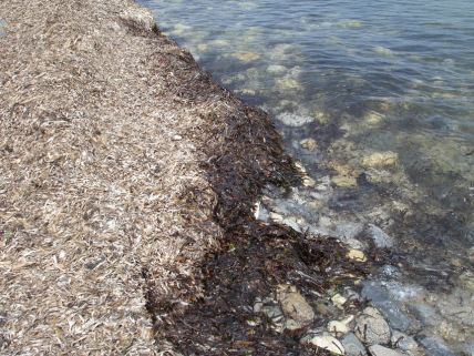 Ένα σηµαντικό και ιδιαίτερο παράκτιο οικοσύστηµα στη Μεσόγειο θάλασσα σχηµατίζεται από το θαλάσσιο φυτό Posidonia oceanica (ή στην κοινή ελληνική του ονοµασία Ποσειδώνια).