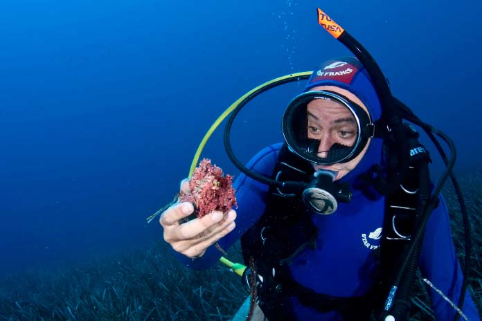 Greenpeace / Yiannis Issaris Κοραλλινογενείς βυθοί (τραγάνα) Πρόκειται για ενασβεστωμένα ροδοφύκη της τάξης Corallinales που δημιουργούν έναν τύπο σκληρού υποστρώματος στο βυθό της θάλασσας.