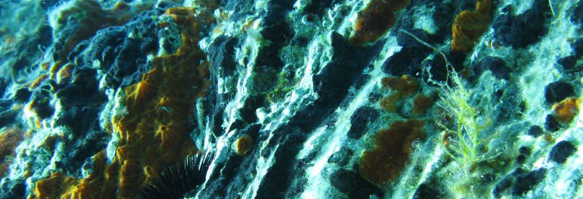Ελληνικό Γραφείο της Greenpeace Κλεισόβης 9, 10677 Αθήνα Τηλ.