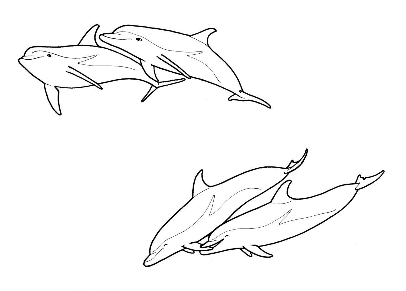 Στη διάρκεια της ερωτοτροπίας τα δύο δελφίνια δαγκώνονται και τρίβονται το ένα με το άλλο, δείχνοντας τη διάθεσή τους