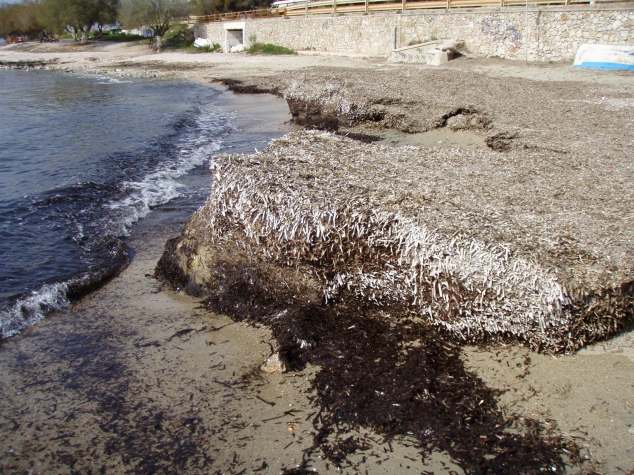 Αναζητάτε καθαρές θάλασσες για µπάνιο; Συµβουλευτείτε τα φύκη, αυτά ξέρουν! Από τους Κώστα Τσιάµη, Σωτήρη Ορφανίδη και Κατερίνα Αλιγιζάκη, µέλη του Σ της Ελληνικής Φυκολογικής Εταιρίας (www.