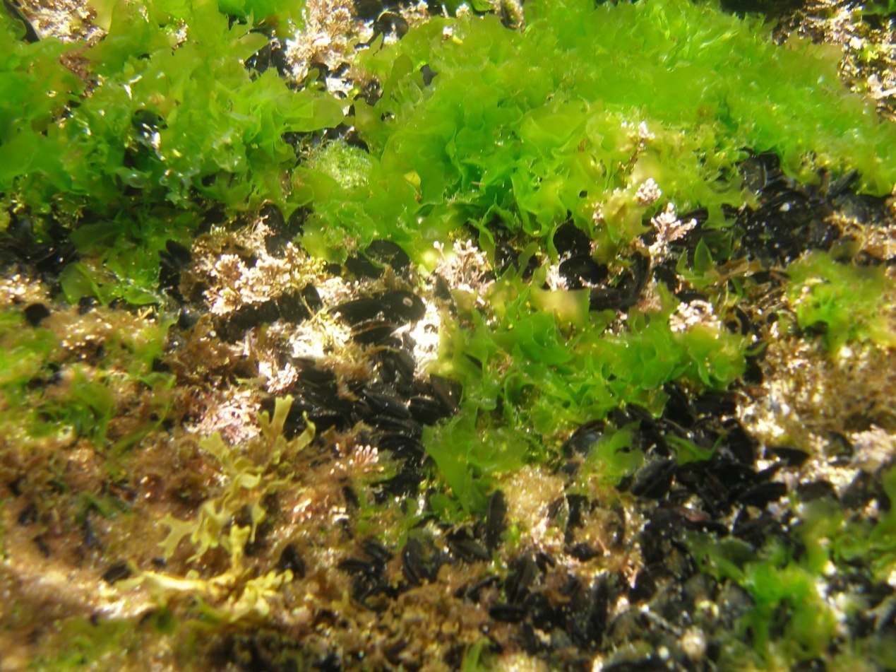 Το µαρούλι της θάλασσας (Ulva) είναι ένα πράσινο φύκος που αναπτύσσεται σε µεγάλες µάζες σε ρυπασµένα νερά της καθαρότητας των νερών της Μεσογείου (Οδηγία για τα Νερά, WFD