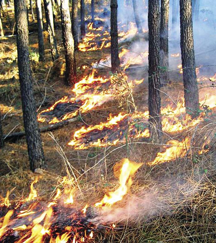 EFI Discussion Paper 15, 2009 Η Ζωή Μας με τις Δασικές Πυρκαγιές: Η Άποψη