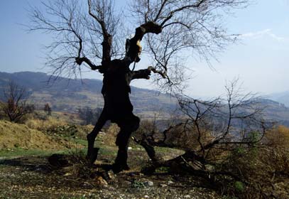 Κατά κύριο λόγο κάηκαν δασικές εκτάσεις, αγροτικές καλλιέργειες και κτηνοτροφικές µονάδες, ενώ η καταστροφή επεκτάθηκε και σε κατοικηµένες περιοχές, µε αποτέλεσµα δυστυχώς την απώλεια και ανθρώπινων