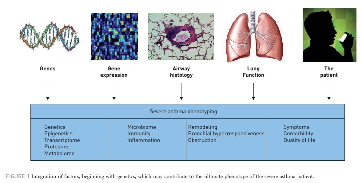 Παθογένεση παθοφυσιολογία σοβαρού άσθματος - Φαινότυποι Είναι το σοβαρό άσθμα